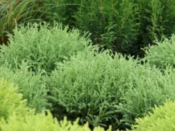 Abendländischer Lebensbaum 'Bowling Ball'