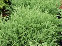 Abendländischer Lebensbaum 'Bowling Ball' -Deutschland Garten Funk Verkaufs-Shop abendlaendischer lebensbaum bowling ball m065657 w 1