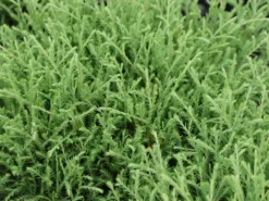 Abendländischer Lebensbaum 'Bowling Ball' -Deutschland Garten Funk Verkaufs-Shop abendlaendischer lebensbaum bowling ball m065657 w 2