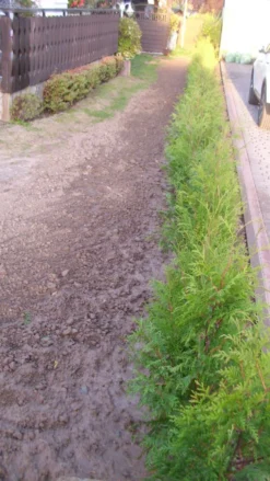 Abendländischer Lebensbaum -Deutschland Garten Funk Verkaufs-Shop abendlaendischer lebensbaum m000001 193676 0