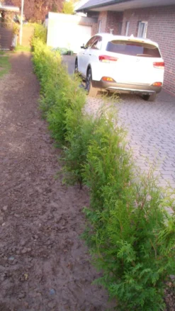 Abendländischer Lebensbaum -Deutschland Garten Funk Verkaufs-Shop abendlaendischer lebensbaum m000001 193676 1