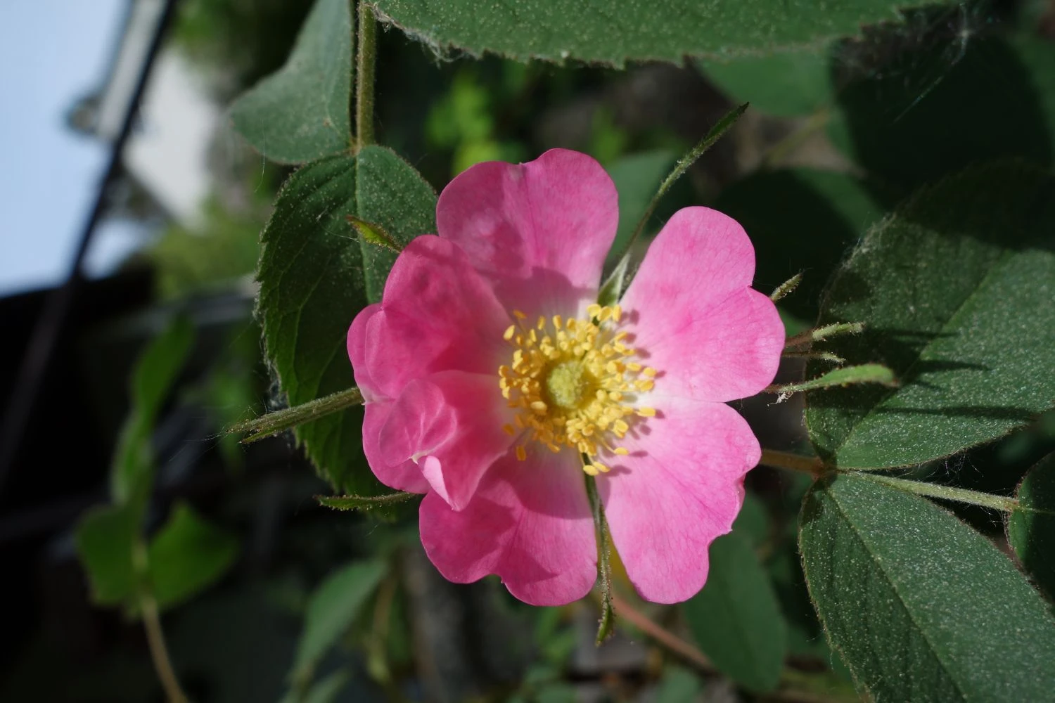 Apfel Rose 2 Apfel Rose – Bild 2