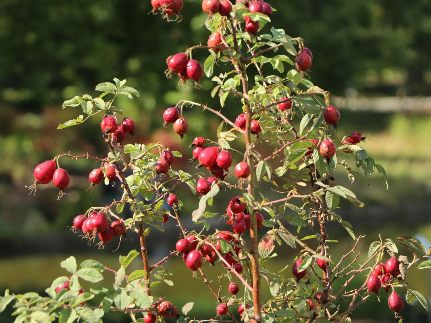 Apfel Rose 1 Apfel Rose