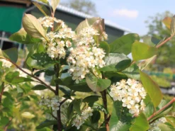 Apfelbeere 'Aron' -Deutschland Garten Funk Verkaufs-Shop apfelbeere aron m010346 w 0