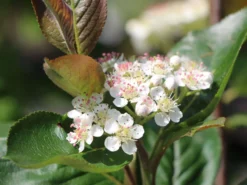 Apfelbeere 'Aron' -Deutschland Garten Funk Verkaufs-Shop apfelbeere aron m010346 w 2