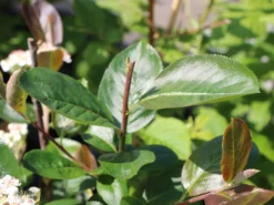 Apfelbeere 'Aron' -Deutschland Garten Funk Verkaufs-Shop apfelbeere aron m010346 w 3