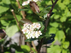 Apfelbeere 'Aron' -Deutschland Garten Funk Verkaufs-Shop apfelbeere aron m010346 w 4