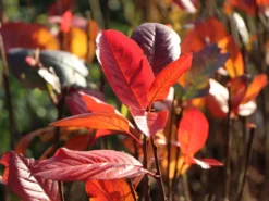 Apfelbeere 'Aron' -Deutschland Garten Funk Verkaufs-Shop apfelbeere aron m010346 w 6