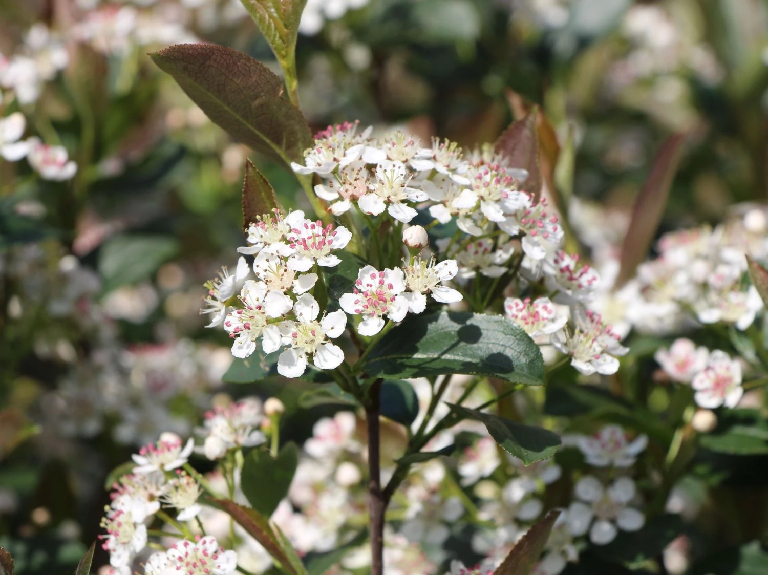 Apfelbeere 'Brilliant' 3 Apfelbeere 'Brilliant' – Bild 3