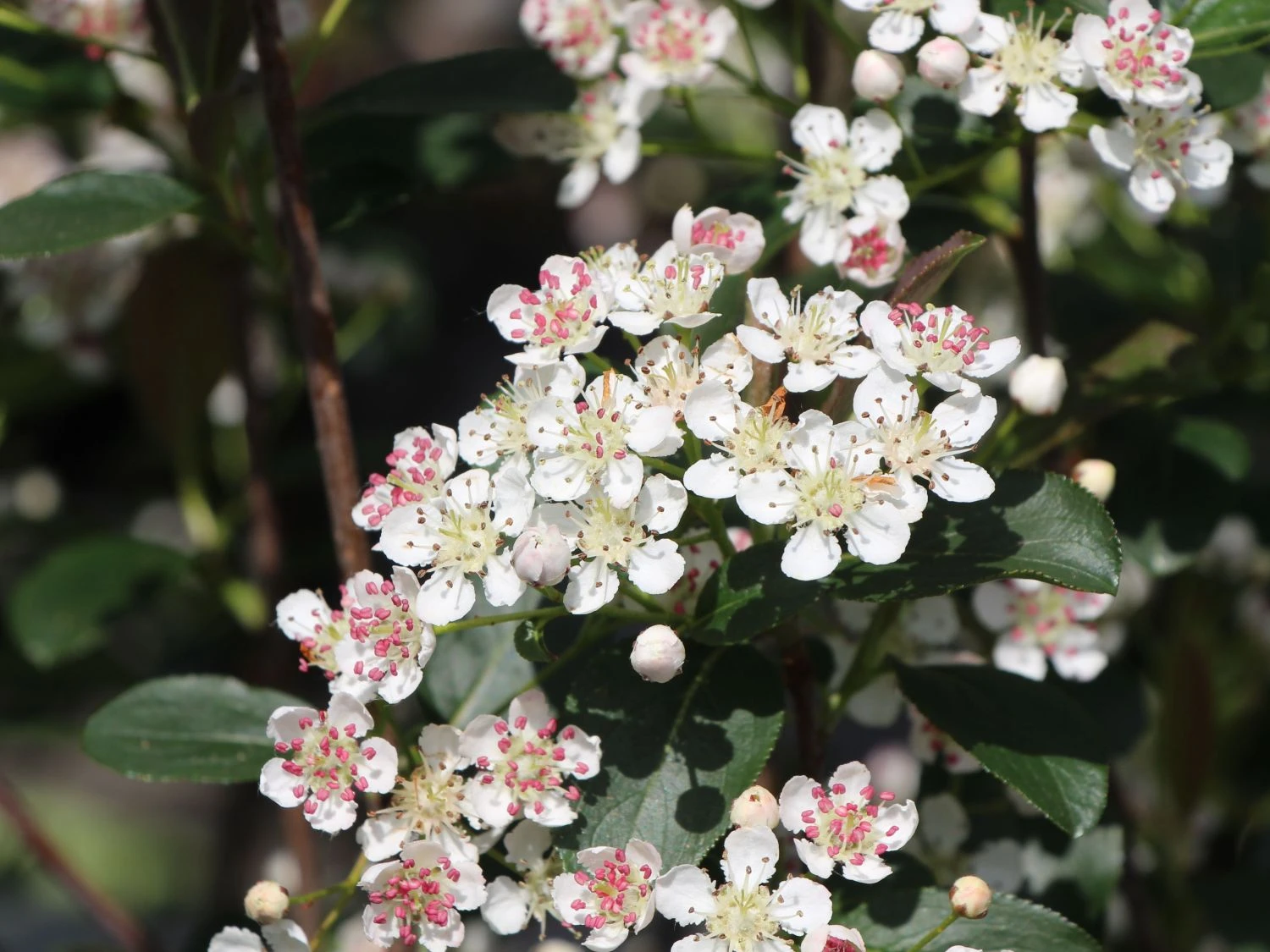 Apfelbeere 'Brilliant' 7 Apfelbeere 'Brilliant' – Bild 7