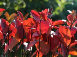 Apfelbeere 'Brilliant' 16 Apfelbeere 'Brilliant' -Deutschland Garten Funk Verkaufs-Shop apfelbeere brilliant m008034 w 2