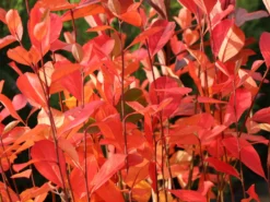 Apfelbeere 'Brilliant' 13 Apfelbeere 'Brilliant' -Deutschland Garten Funk Verkaufs-Shop apfelbeere brilliant m008034 w 3