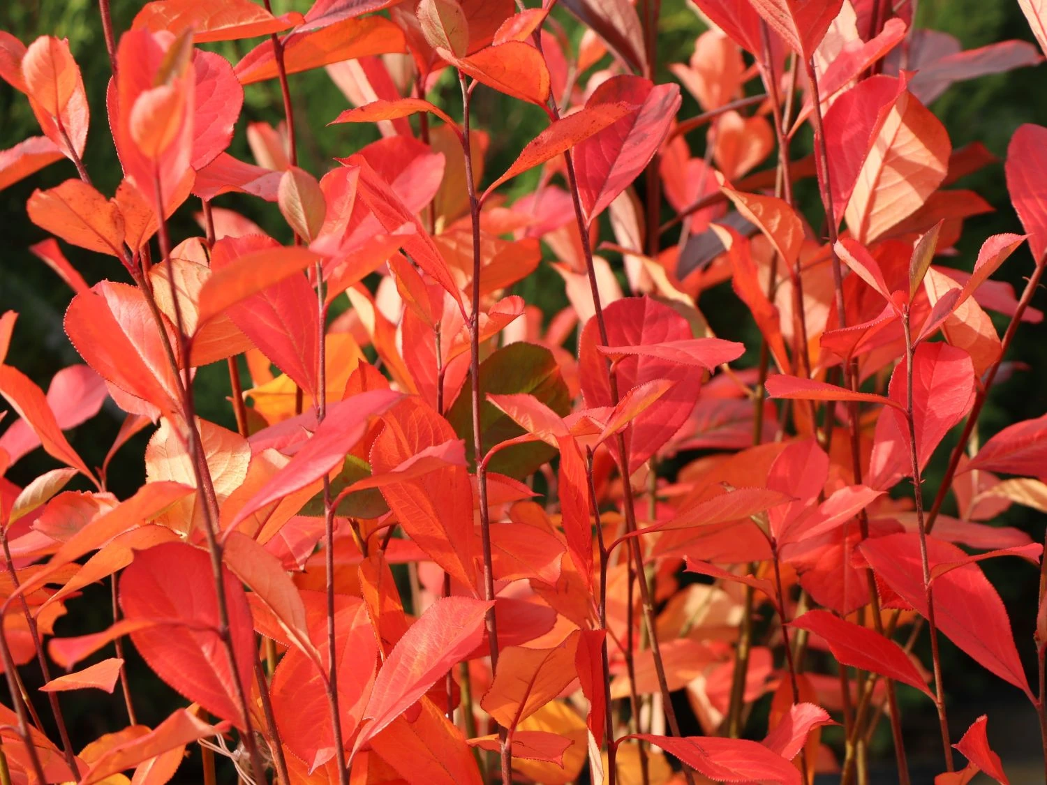 Apfelbeere 'Brilliant' 5 Apfelbeere 'Brilliant' – Bild 5