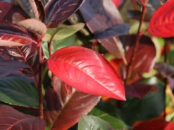 Apfelbeere 'Brilliant' 12 Apfelbeere 'Brilliant' -Deutschland Garten Funk Verkaufs-Shop apfelbeere brilliant m008034 w 4