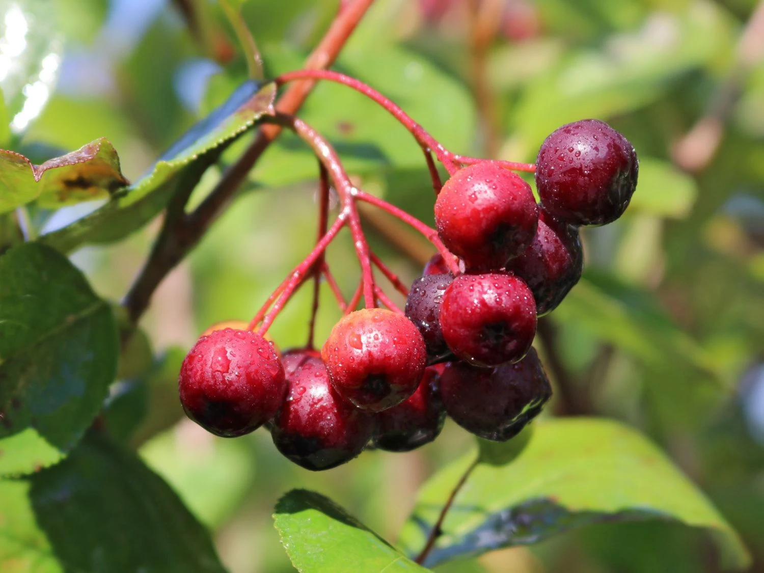 Apfelbeere 'Brilliant' 2 Apfelbeere 'Brilliant' – Bild 2