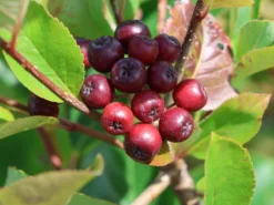 Apfelbeere 'Brilliant' 14 Apfelbeere 'Brilliant' -Deutschland Garten Funk Verkaufs-Shop apfelbeere brilliant m008034 w 6