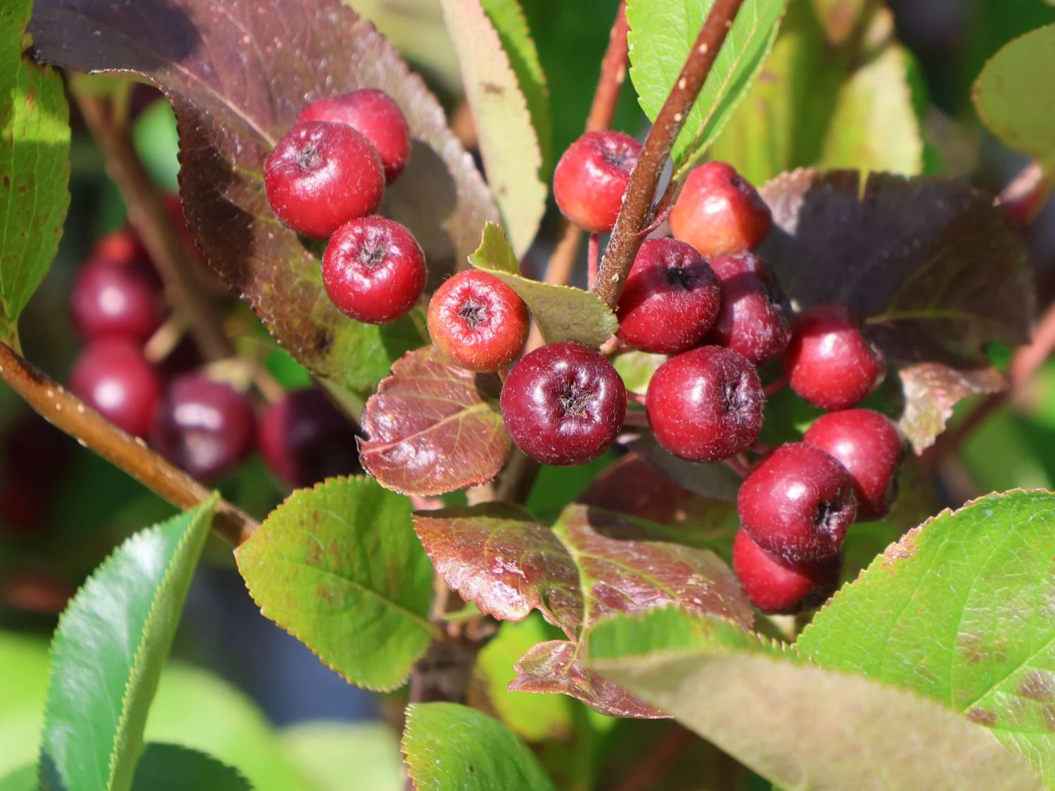 Apfelbeere 'Brilliant' 9 Apfelbeere 'Brilliant' – Bild 9