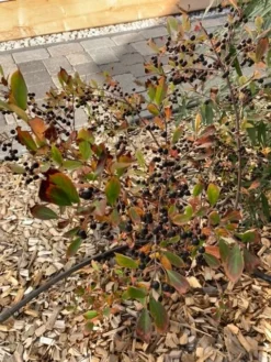 Apfelbeere 'Hugin' -Deutschland Garten Funk Verkaufs-Shop apfelbeere hugin m008245 1082118 0