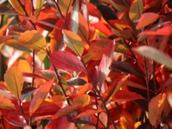 Apfelbeere 'Hugin' -Deutschland Garten Funk Verkaufs-Shop apfelbeere hugin m008245 w 10