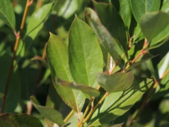 Apfelbeere 'Hugin' -Deutschland Garten Funk Verkaufs-Shop apfelbeere hugin m008245 w 2