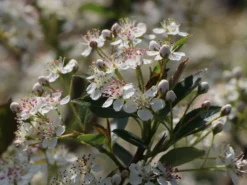 Apfelbeere 'Hugin' -Deutschland Garten Funk Verkaufs-Shop apfelbeere hugin m008245 w 3