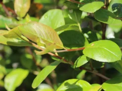 Apfelbeere 'Hugin' -Deutschland Garten Funk Verkaufs-Shop apfelbeere hugin m008245 w 4