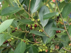 Apfelbeere 'Hugin' -Deutschland Garten Funk Verkaufs-Shop apfelbeere hugin m008245 w 6