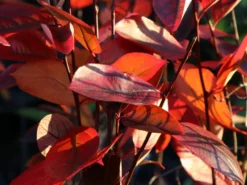 Apfelbeere 'Hugin' -Deutschland Garten Funk Verkaufs-Shop apfelbeere hugin m008245 w 8