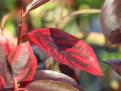 Apfelbeere 'Hugin' -Deutschland Garten Funk Verkaufs-Shop apfelbeere hugin m008245 w 9