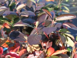 Apfelbeere 'Nero' -Deutschland Garten Funk Verkaufs-Shop apfelbeere nero m002526 w 0