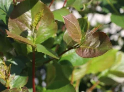 Apfelbeere 'Nero' -Deutschland Garten Funk Verkaufs-Shop apfelbeere nero m002526 w 1