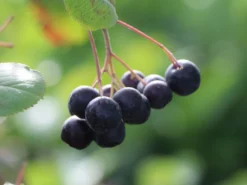 Apfelbeere 'Nero' -Deutschland Garten Funk Verkaufs-Shop apfelbeere nero m002526 w 4