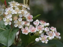 Apfelbeere 'Nero' -Deutschland Garten Funk Verkaufs-Shop apfelbeere nero m002526 w 7