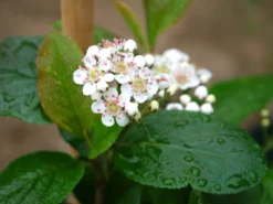 Apfelbeere 'Viking' -Deutschland Garten Funk Verkaufs-Shop apfelbeere viking m008043 1341765 0