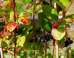 Apfelbeere 'Viking' -Deutschland Garten Funk Verkaufs-Shop apfelbeere viking m008043 1341765 1