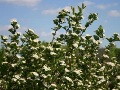 Apfelbeere 'Viking' -Deutschland Garten Funk Verkaufs-Shop apfelbeere viking m008043 w 0