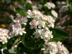 Apfelbeere 'Viking' -Deutschland Garten Funk Verkaufs-Shop apfelbeere viking m008043 w 1