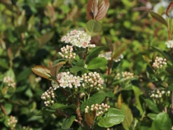 Apfelbeere 'Viking' -Deutschland Garten Funk Verkaufs-Shop apfelbeere viking m008043 w 4