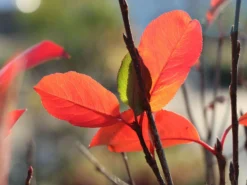 Apfelbeere 'Viking' -Deutschland Garten Funk Verkaufs-Shop apfelbeere viking m008043 w 7