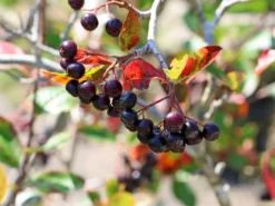 Apfelbeere 'Viking' -Deutschland Garten Funk Verkaufs-Shop apfelbeere viking m008043 w 8