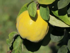 Apfelquitte 'Aromatnaya'