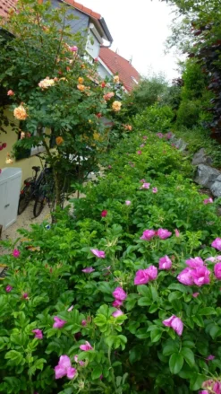 Apfelrose / Kartoffelrose / Hagebutte 35 Apfelrose / Kartoffelrose / Hagebutte -Deutschland Garten Funk Verkaufs-Shop apfelrose kartoffelrose hagebutte m003906 101567 0