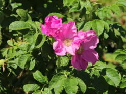 Apfelrose / Kartoffelrose / Hagebutte 28 Apfelrose / Kartoffelrose / Hagebutte -Deutschland Garten Funk Verkaufs-Shop apfelrose kartoffelrose hagebutte m003906 w 10