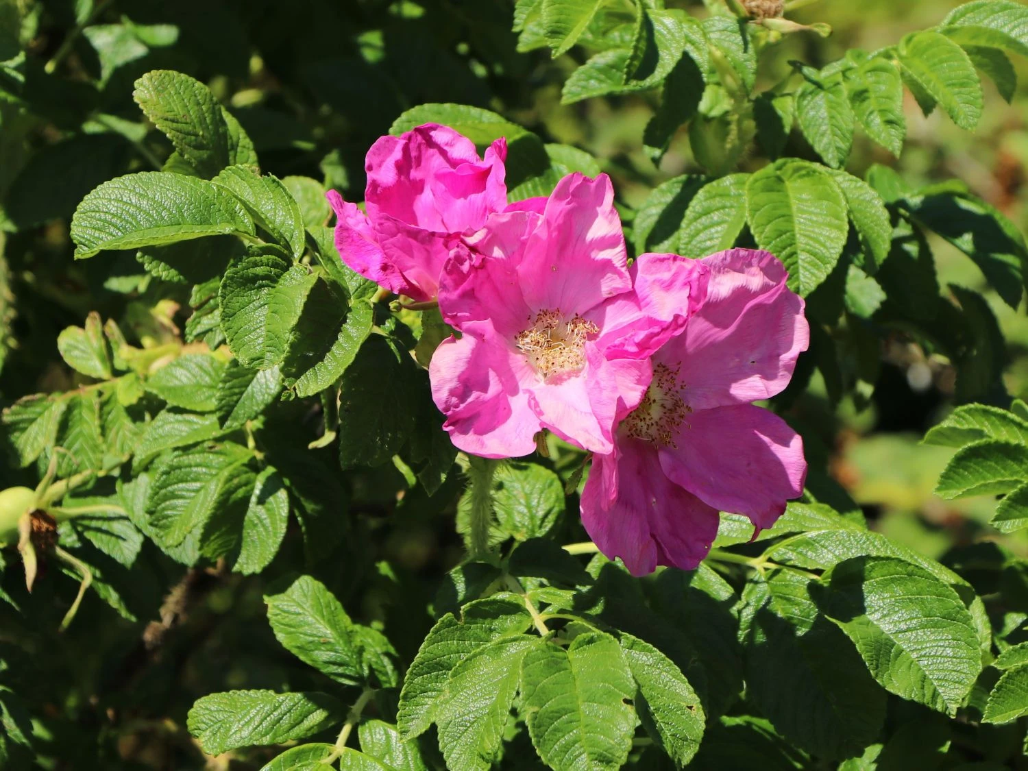 Apfelrose / Kartoffelrose / Hagebutte 10 Apfelrose / Kartoffelrose / Hagebutte – Bild 10