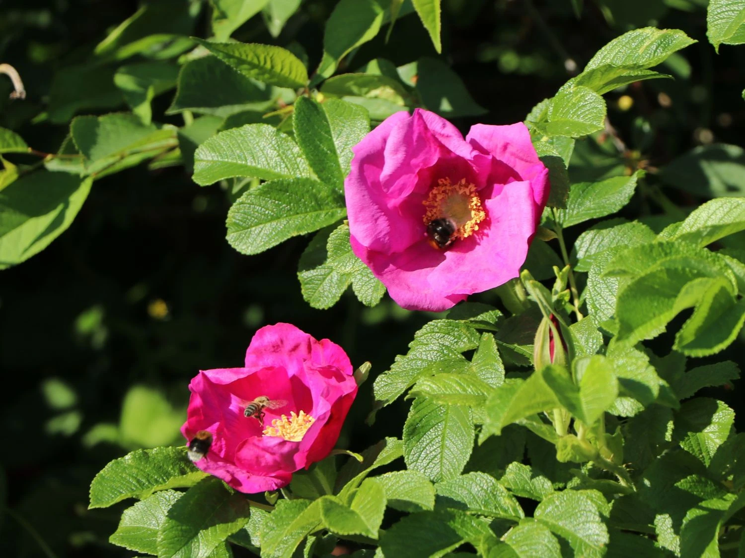 Apfelrose / Kartoffelrose / Hagebutte 2 Apfelrose / Kartoffelrose / Hagebutte – Bild 2