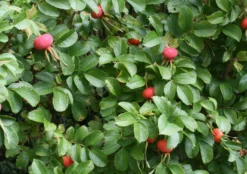 Apfelrose / Kartoffelrose / Hagebutte 32 Apfelrose / Kartoffelrose / Hagebutte -Deutschland Garten Funk Verkaufs-Shop apfelrose kartoffelrose hagebutte m003906 w 2