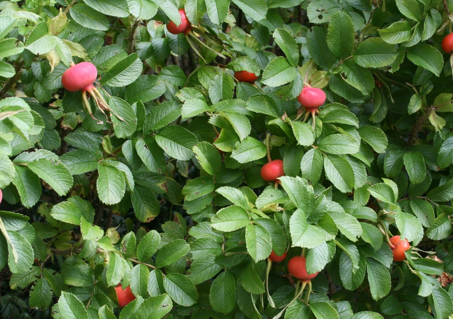 Apfelrose / Kartoffelrose / Hagebutte 14 Apfelrose / Kartoffelrose / Hagebutte – Bild 14