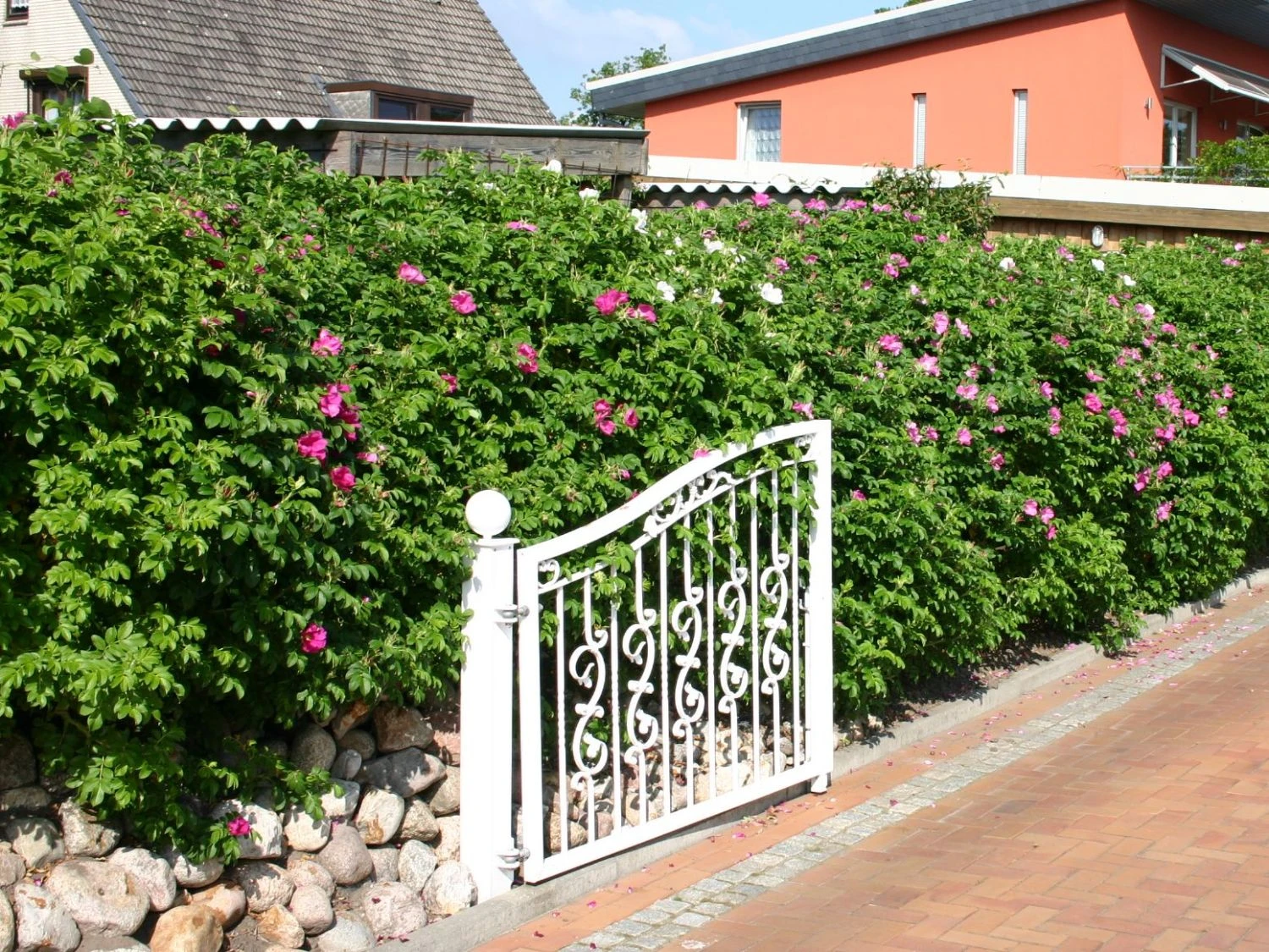 Apfelrose / Kartoffelrose / Hagebutte 15 Apfelrose / Kartoffelrose / Hagebutte – Bild 15