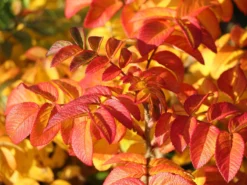 Apfelrose / Kartoffelrose / Hagebutte 23 Apfelrose / Kartoffelrose / Hagebutte -Deutschland Garten Funk Verkaufs-Shop apfelrose kartoffelrose hagebutte m003906 w 5