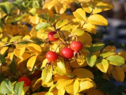 Apfelrose / Kartoffelrose / Hagebutte 24 Apfelrose / Kartoffelrose / Hagebutte -Deutschland Garten Funk Verkaufs-Shop apfelrose kartoffelrose hagebutte m003906 w 7